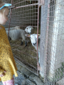 IMG-20240517-WA0001