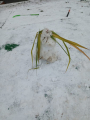 IMG-20241124-WA0009